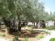 Getsemanen puutarha
