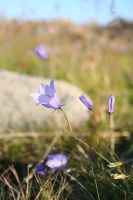 Heinäkuuta .  Jäämeren rannoilla