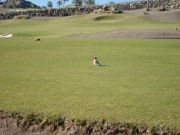 Harja lintu golfkentällä