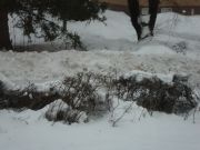 orapihlaja-aita lumen alla.