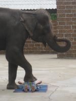 Mountain Park / Safari Park, lupasin miehelleni jotta saa aidon Thaimaalaisen hieronnan, onnistui tässä norsu showssa