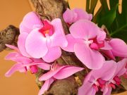 Orkidea Lisse