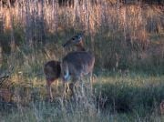 Reedbuck