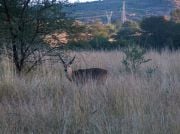 Waterbuck