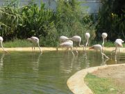 Limassolin puiston vieressä olevasta eläintarhasta