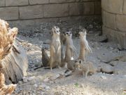 Limassolin puiston vieressä olevasta eläintarhasta