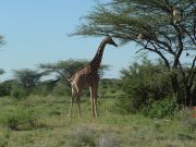 Masai Mara