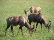 Masai Mara