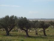 Lammaslauma oliivitarhassa Monastirissa