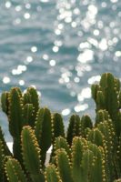 Kaktus ja meri