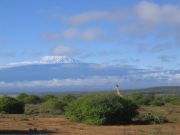 kirahvi katselee Kilimanzaroa