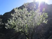 Kevät vuoristossa, mantelipuu kukkii