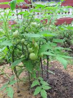 Vielä vihreät tomaatit