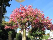 Kukkiva puu Marbellassa