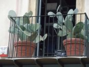 Opuntia-kaktukset  parvekkeella