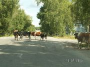 Lehmät valloittaneet kylän