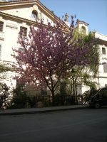Kirsikkapuut kukkivat huhtikuussa
