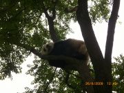 Panda eläintarhassa