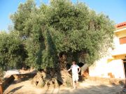 Erittäin vanha oliivipuu