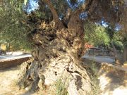 Paljon nähnyt ja kokenut oliivipuu