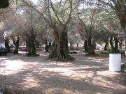 Oliivipuita