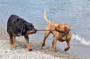 Koirien leikkiä rannalla