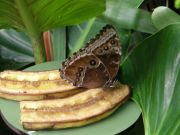 Banaani perho eläintarha