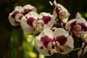 Orkidea kasvitieteellisessä