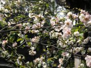 Suzhoun kirsikka kukkii maaliskuussa
