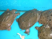 supermarketin tarjontaa - tuoreosasto kilpikonnat