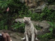 White Tiger in SIngapore Zoo