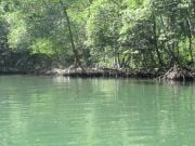 Los Haitises 4 National Park Mangrovea