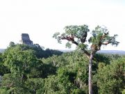 Tikal