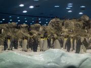 Pingviinien maailmaa Loro Parquessa