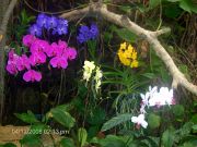 Orkideoiden värikkyyttä Loro Parquessa