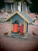 Onneksi lintulammikolla on elämää, ja kiitos kaupungille kun yksityisti tämän koskaan ei ole lammikko ollut näin hieno ja siisti.