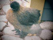 Onneksi lintulammikolla on elämää, ja kiitos kaupungille kun yksityisti tämän koskaan ei ole lammikko ollut näin hieno ja siisti.