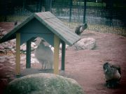 Onneksi lintulammikolla on elämää, ja kiitos kaupungille kun yksityisti tämän koskaan ei ole lammikko ollut näin hieno ja siisti.