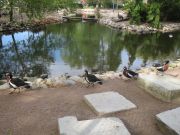 Kupittaan puiston lintulammikolle kannattaa tulla