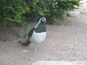 Kupittaan puiston lintulammikolle kannattaa tulla