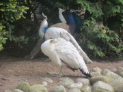 Kupittaan puiston lintulammikolle kannattaa tulla