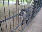 Kupittaan puiston lintulammikolle kannattaa tulla