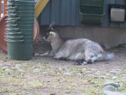 Kupittaan puiston lintulammikolle kannattaa tulla