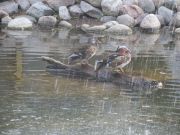 Kupittaan puiston lintulammikolle kannattaa tulla