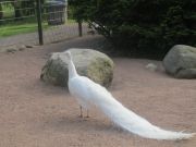 Kupittaan puiston lintulammikolle kannattaa tulla