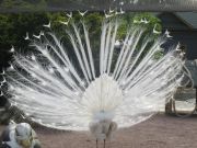 Kupittaan puiston lintulammikolle kannattaa tulla