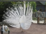 Kupittaan puiston lintulammikolle kannattaa tulla