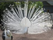 Kupittaan puiston lintulammikolle kannattaa tulla