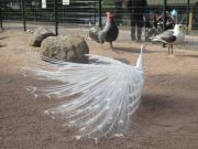 Kupittaan puiston lintulammikolle kannattaa tulla