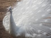 Kupittaan puiston lintulammikolle kannattaa tulla